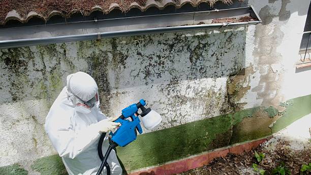 Top rated local Mold Remediation specialists in Jacksonville, TX